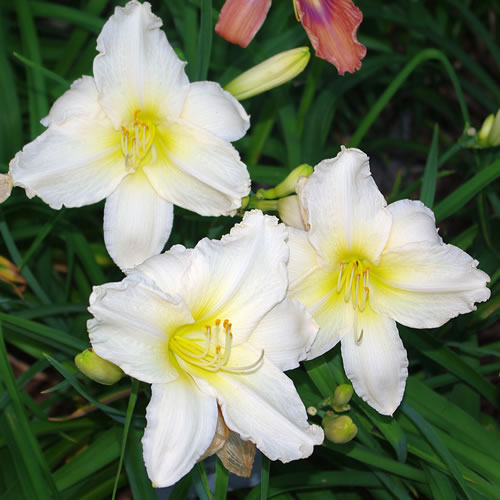 Hemerocallis Indy Seductress